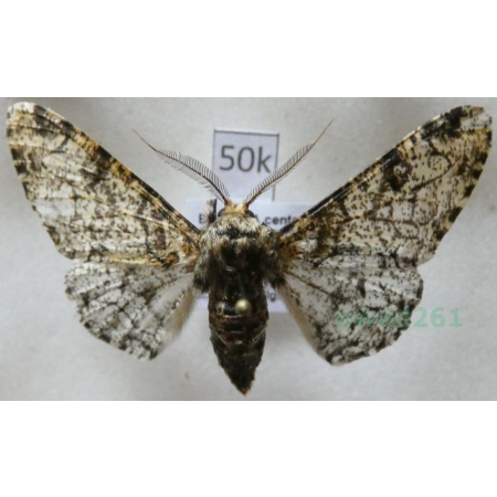 Biston betularia (Linnaeus, 1758) Krępak nabrzozak Czech50k